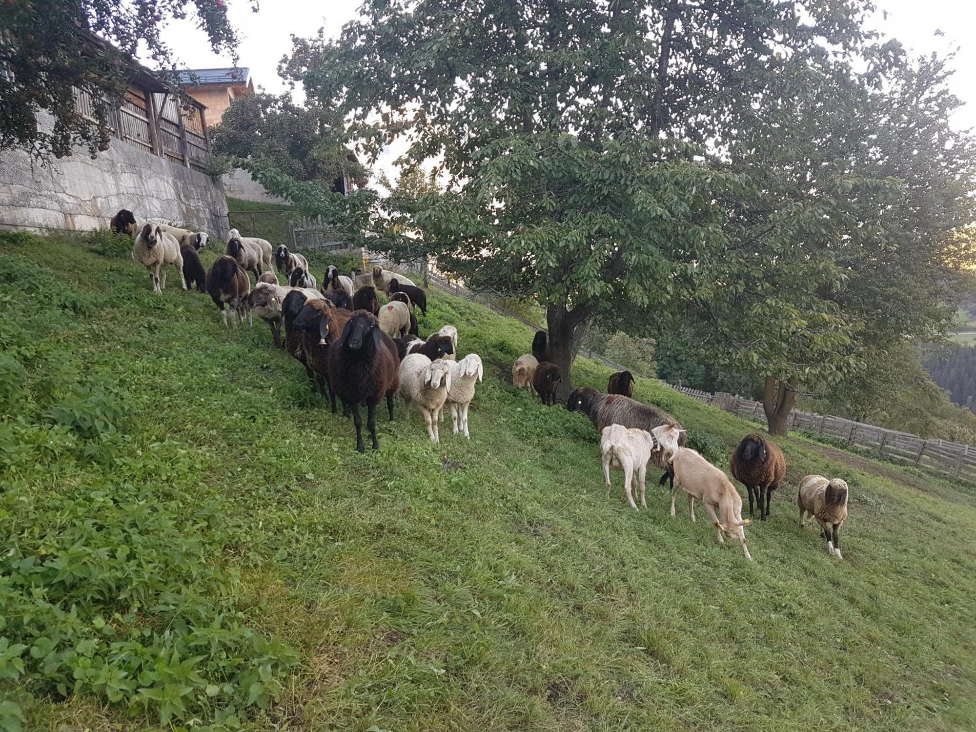 Apart Alpenzeit Arzl im Pitztal Exteriör bild